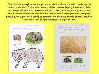 L’ Ariadna  ens ha explicat un truc per saber si els elefants són vells: només hem de mirar-los els ullals! Podem saber que els elefants són vells perquè tenen els ullals molt llargs, els quals els creixen durant tota la vida, tot i que, de vegades, també se’ls hi poden trencar. De la pell ens ha explicat que la tenen gruixuda i arrugada perquè pugui suportar els canvis de temperatura, els atacs d’altres animals, etc. Per tenir la pell sana es banyen a l’aigua i s’hi posen fang. 