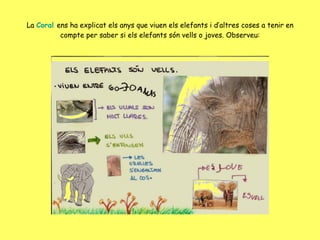 La  Coral  ens ha explicat els anys que viuen els elefants i d’altres coses a tenir en compte per saber si els elefants són vells o joves. Observeu: 