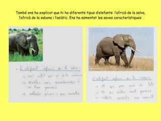 També ens ha explicat que hi ha diferents tipus d’elefants: l’africà de la selva, l’africà de la sabana i l’asiàtic. Ens ha esmentat les seves característiques: 