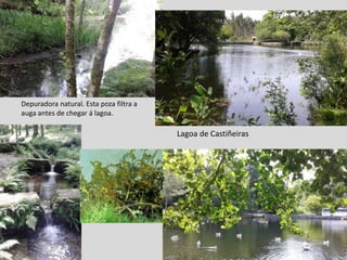 Depuradora natural. Esta poza filtra a
auga antes de chegar á lagoa.
Lagoa de Castiñeiras
 
