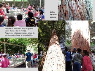 Vaia mesa! Toda unha peza de granito
traída desde a illa de Tambo.
Ao parecer, estaba asentada á altura do
seu dono para forzar as negociacións.
Unha
secuoia
xigante
 