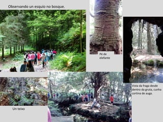 Vista da fraga desde
dentro da gruta, cunha
cortina de auga.
Pé de
elefante
Observando un esquío no bosque.
Un teixo
 