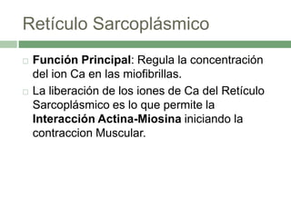 Retículo Sarcoplásmico
   Función Principal: Regula la concentración
    del ion Ca en las miofibrillas.
   La liberación de los iones de Ca del Retículo
    Sarcoplásmico es lo que permite la
    Interacción Actina-Miosina iniciando la
    contraccion Muscular.
 