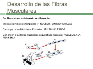 Desarrollo de las Fibras
   Musculares
Del Mesodermo embrionario se diferencian:

Mioblastos iniciales o tempranos : 1 NUCLEO , SIN MIOFIBRILLAS

Dan origen a los Miotubulos Primarios : MULTINUCLEADOS

Dan origen a las fibras musculares esqueléticas maduras : NUCLEOS A LA
PERIFERIA
 