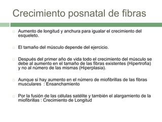 Crecimiento posnatal de fibras
   Aumento de longitud y anchura para igualar el crecimiento del
    esqueleto.

   El tamaño del músculo depende del ejercicio.

   Después del primer año de vida todo el crecimiento del músculo se
    debe al aumento en el tamaño de las fibras existentes (Hipertrofia)
    y no al número de las mismas (Hiperplasia).

   Aunque si hay aumento en el número de miofibrillas de las fibras
    musculares : Ensanchamiento

   Por la fusión de las células satélite y también el alargamiento de la
    miofibrillas : Crecimiento de Longitud
 