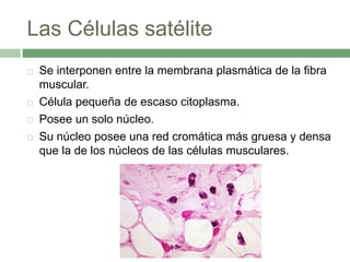 Las Células satélite
   Se interponen entre la membrana plasmática de la fibra
    muscular.
   Célula pequeña de escaso citoplasma.
   Posee un solo núcleo.
   Su núcleo posee una red cromática más gruesa y densa
    que la de los núcleos de las células musculares.
 