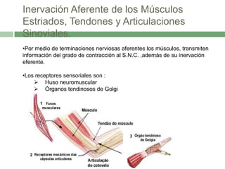 Inervación Aferente de los Músculos
Estriados, Tendones y Articulaciones
Sinoviales.
•Por medio de terminaciones nerviosas aferentes los músculos, transmiten
información del grado de contracción al S.N.C. ,además de su inervación
eferente.

•Los receptores sensoriales son :
     Huso neuromuscular
     Órganos tendinosos de Golgi
     Receptores articulares
 