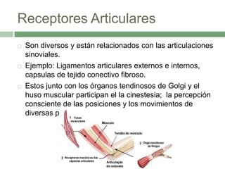 Receptores Articulares
   Son diversos y están relacionados con las articulaciones
    sinoviales.
   Ejemplo: Ligamentos articulares externos e internos,
    capsulas de tejido conectivo fibroso.
   Estos junto con los órganos tendinosos de Golgi y el
    huso muscular participan el la cinestesia; la percepción
    consciente de las posiciones y los movimientos de
    diversas partes corporales.
 