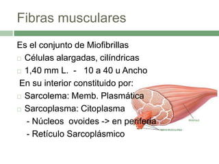 Fibras musculares
Es el conjunto de Miofibrillas
 Células alargadas, cilíndricas

 1,40 mm L. - 10 a 40 u Ancho

 En su interior constituido por:
 Sarcolema: Memb. Plasmática

 Sarcoplasma: Citoplasma

  - Núcleos ovoides -> en periferia
  - Retículo Sarcoplásmico
 