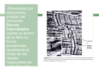 •Atravesado por
estructuras
propias del
miocardio
Discos
Intercalados
cubren el ancho
de la fibra en
forma
escalonada
representa el
límite de las
células
musculares de
cada fibra del
Miocardio.
 