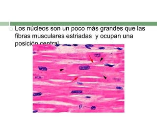    Los núcleos son un poco más grandes que las
    fibras musculares estriadas y ocupan una
    posición central.
 