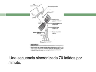 Una secuencia sincronizada 70 latidos por
minuto.
 