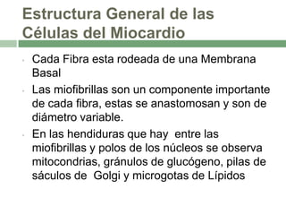 Estructura General de las
Células del Miocardio
•   Cada Fibra esta rodeada de una Membrana
    Basal
•   Las miofibrillas son un componente importante
    de cada fibra, estas se anastomosan y son de
    diámetro variable.
•   En las hendiduras que hay entre las
    miofibrillas y polos de los núcleos se observa
    mitocondrias, gránulos de glucógeno, pilas de
    sáculos de Golgi y microgotas de Lípidos
 