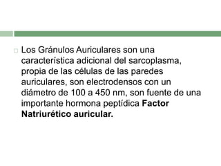    Los Gránulos Auriculares son una
    característica adicional del sarcoplasma,
    propia de las células de las paredes
    auriculares, son electrodensos con un
    diámetro de 100 a 450 nm, son fuente de una
    importante hormona peptídica Factor
    Natriurético auricular.
 