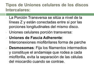 Tipos de Uniones celulares de los discos
Intercalares:
•   La Porción Transversa se sitúa a nivel de la
    líneas Z y están conectadas entre si por las
    porciones longitudinales del mismo disco.
•   Uniones celulares porción transversa:
   Uniones de Fascia Adherente:
    Interconexiones miofibrilares forma de parche
   Desmosomas: Fija los filamentos intermedios
    y constituye el andamiaje que rodea a cada
    miofibrilla, evita la separación de las células
    del miocardio cuando se contrae.
 