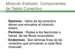 Músculo Estriado: Componentes
de Tejido Conectivo

 Epimisio : Vaina de tej.conectivo
  denso que envuelve al músculo
  entero.
 Perimisio : Rodea a los fascículos o
  haces de las fibras musculares.
 Endomisio : Son láminas finas de tej.
  conectivo que envuelven a cada fibra
  muscular.
 