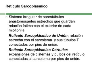 Retículo Sarcoplásmico

   Sistema irregular de sarcotúbulos
    anastomosantes estrechos que guardan
    relación íntima con el exterior de cada
    miofibrilla.
    Retículo Sarcoplásmico de Unión: relación
    estrecha con el sarcolema y sus túbulos T
    conectados por pies de unión.
    Retículo Sarcoplásmico Corbular:
    expansiones de cisternas y bulbos del retículo
    conectadas al sarcolema por pies de unión.
 