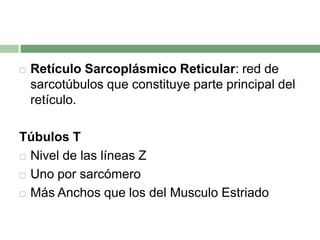   Retículo Sarcoplásmico Reticular: red de
    sarcotúbulos que constituye parte principal del
    retículo.

Túbulos T
 Nivel de las líneas Z

 Uno por sarcómero

 Más Anchos que los del Musculo Estriado
 