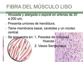FIBRA DEL MÚSCULO LISO
   Ahusada y alargada o espiral en arterias de 20
    a 200 um.
   Presenta uniones de hendidura.
   Tiene membrana basal, cavéolas y un núcleo
    central.
   Se encuentra en: 1. Paredes de Vísceras
                           Huecas
                     2. Vasos Sanguíneos
 