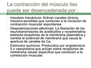 La contracción del músculo liso
puede ser desencadenada por :
   Impulsos mecánicos: Activan canales iónicos
    mecano-sensibles que conducen a la iniciación de
    contracción muscular espontanea.
   Despolarizaciones eléctricas: La liberación de los
    neurotransmisores de acetilcolina y noradrenalina
    estimula receptores de la membrana plasmática y
    cambia el potencial de membrana que causa la
    apertura de canales de Ca.
   Estímulos químicos: Producidos por angiotensina
    II o vasopresina que actúan sobre receptores de
    membrana celular específica que conducen a la
    contracción muscular.
 