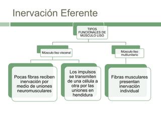 Inervación Eferente
                                         TIPOS
                                     FUNCIONALES DE
                                      MÚSCULO LISO




             Músculo liso visceral                        Músculo liso
                                                          multiunitario




                                Los impulsos
Pocas fibras reciben            se transmiten         Fibras musculares
  inervación por               de una célula a            presentan
 medio de uniones                otra por las             inervación
 neuromusculares                 uniones en                individual
                                 hendidura
 