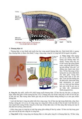 1. Thượng thận vỏ:
− Thượng thận vỏ tạo thành một tuyến bao bọc xung quanh thượng thận tủy. Dưới kính hiển vi quang
học, thượng thận vỏ được chia thành 3 vùng: vùng cung, vùng bó và vùng lưới (kể từ ngoài vào giữa).
a. Vùng cung: nằm ngang
sát vỏ xơ, chiếm 15% khối
lượng của thượng thận nói
chung. Trong vùng này các
tế bào tuyến tập trung thành
cuộn, cung hoặc đám tế bào,
tạo nên những “tiểu cầu” với
những mao mạch máu kèm
theo. Tế bào lớp cung có bào
tương hơi ưa acid, nhân hình
cầu nằm giữa. Trong bào
tương chứa một ít hạt mỡ
nhỏ. Lưới nội bào không hạt
rất phát triển. Quá trình tổng
hợp cholesteron từ acetat
xảy ra ở lưới nội bào không
hạt, còn ti thể là nơi xảy ra
sự biến đổi cholesteron
thành pregnenolone.
b. Vùng bó: dày nhất, chiếm 65% khối lượng tuyến thượng thận. Tế bào lớp này lớn hơn, có dạng đa
diện, nhân nằm giữa và bào tương hơi baz. Các vi nhung mao của tế bào vùng này có thể với tới sát các
tế bào nội mô. Bào tương chứa nhiều giọt mỡ, do đó khi nhuộm thông thường ta có cảm giác nhiều
không bào.
− Lưới nội bào hạt ở vùng này phát triển hơn vùng cung. Các tế bào này tập trung thành dây, chạy theo
hướng vuông gốc với vỏ xơ, từ vùng cung vào vùng lưới. Giữa các dây tế bào là một ít mô liên kết và
mao mạch kiểu xoang.Tế bào vùng bó có hai loại: tế bào đậm màu và tế bào sáng. Bào tương các loại tế
bào đều hơi ưa base, chứa hạt mỡ.
− Giữa vùng cung và vùng bó có một lớp mỏng gồm những tế bào kỵ sudan. Tế bào của lớp trung gian
này sinh sản để tạo nên vùng bó và vùng lưới.
c. Vùng lưới: là lớp trong cùng của thượng thận vỏ, nằm giữa vùng bó và thượng thận tủy. Tế bào vùng
 
