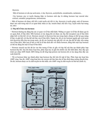 thyroxin.
Một số hormon có cấu tạo acid amin, ví dụ: thyroxin, acetylcholin, noradrenalin, melatonin...
Các hormon của vỏ tuyến thượng thận và hormon sinh dục là những hormon loại steroid như:
cortisol, estradiol, progesterone, testosterone.
− Một số hormon chỉ được chế tiết ở một tuyến nội tiết (ví dụ: thyroxin ở tuyến giáp), một số hormon
được sản xuất trong một số cơ quan khác nhau (ví dụ: insulin được chế tiết ở tụy, tuyến nước bọt mang
tai, não)
2. Thụ thể tế bào của hormon:
− Hormon thường tác động lên các cơ quan và tế bào nhất định. Những cơ quan và tế bào đó được gọi là
cơ quan đích, tế bào đích. Mỗi hormon có tác dụng khi nó được các thụ thể (receptor) của tế bào đích
nhận biết và liên kết với nó. Hormon steroid và thyroxin hòa tan trong lipid, chúng có thể lọt qua màng
tế bào và gắn kết với thụ thể nội bào của tế bào đích. Ngược lại, tất cả các hormon nguồn gốc acid amin
(trừ thyroxin) đều hòa tan trong nước, do đó các hormon này gắn kết với các thụ thể bề mặt, trên màng
của tế bào đích. Một loại tế bào có thể là tế bào đích đối với nhiều hormon, đồng thời một loại hormon
có thể tác động lên một số loại tế bào đích.
− Hormon steroid sau khi đã lọt vào bào tương tế bào sẽ gắn với thụ thể nội bào tạo thành phức hợp
hormon-thụ thể. Sau khi được hoạt hóa, phức hợp này sẽ gắn lên nhiễm sắc thể nhất định, thúc đẩy quá
trình sao chép ADN thành ARN thông tin để tổng hợp protein mà hormon đó có tác dụng thúc đẩy sản
xuất (hình B).
− Tất cả hormon khác tạo thành phức hợp hormon thụ thể trên bề mặt tế bào. Phức hợp này hoạt hóa
AMP vòng. Sau đó, AMP vòng hoạt hóa các enzym nội bào làm cho tế bào đích tăng cường chuyển hóa.
Do đó, hormon được coi là chất truyền tin thứ nhất, còn AMP vòng là chất truyền tin thứ hai (hình A).
 