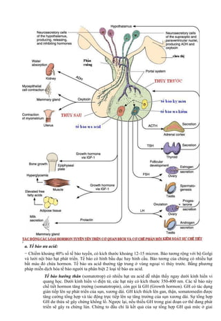a. Tế bào ưa acid:
− Chiếm khoảng 40% số tế bào tuyến, có kích thước khoảng 12-15 micron. Bào tương rộng với bộ Golgi
và lưới nội bào hạt phát triển. Tế bào có hình bầu dục hay hình cầu. Bào tương của chúng có nhiều hạt
bắt màu đỏ chứa hormon. Tế bào ưa acid thường tập trung ở vùng ngoại vi thùy trước. Bằng phương
phàp miễn dịch hóa tế bào người ta phân biệt 2 loại tế bào ưa acid.
Tế bào hướng thân (somatotrop) có nhiều hạt ưa acid dễ nhận thấy ngay dưới kính hiển vi
quang học. Dưới kính hiển vi điện tử, các hạt này có kích thước 350-400 nm. Các tế bào này
chế tiết hormon tăng trưởng (somatotropin), còn gọi là GH (Growth hormon). GH có tác dụng
gián tiếp lên sự phát triển của sụn, xương dài. GH kích thích lên gan, thận, somatomedin được
tăng cường tổng hợp và tác động trực tiếp lên sự tăng trưởng của sụn xương dài. Sự tổng hợp
GH dư thừa sẽ gây chứng khổng lồ. Ngược lại, nếu thiếu GH trong giai đoạn cơ thể đang phát
triển sẽ gây ra chứng lùn. Chứng to đầu chi là kết quả của sự tổng hợp GH quá mức ở giai
 