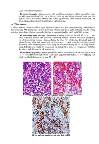 đoạn cơ thể đã trưởng thành.
Tế bào hướng tuyến vú (mammotrop) nhỏ hơn tế bào somatotrop một ít, nhưng khi có thai
thì kích thước tăng lên rõ rệt. Loại tế bào này có cả hai giới, nhưng ở phụ nữ nhiều hơn. Các
hạt chế tiết có kích thước 200 nm (khi có thai đạt 600 nm) chứa hormon prolactin (LTH).
Chức năng prolactin là kích thích tổng hợp và bài tiết sữa.
b. Tế bào ưa base:
− Tế bào ưa base, chiếm 10% tế bào tuyến, lớn hơn tế bào ưa acid. Bào tương của chúng có nhiều hạt ưa
base (phản ứng PAS dương tính) với kích thước 200-300 nm. Các tế bào ưa base thường phân bố ở vùng
giữa thùy trước. Bằng phương pháp miễn dịch hóa tế bào người ta phân biệt 3 loại tế bào ưa base
Tế bào hướng tuyến sinh dục (gonadotrop) là những tế bào mà hạt chế tiết (275-375 nm)
chứa cả hai loại hormon FSH (Follicle Stimulating Hormon - hormon kích thích nang trứng)
và LH (Luteinizing Hormon - hormon hoàng thể hóa). FSH có tác dụng kích thích quá trình
phát triển nang trứng ở nữ và quá trình tạo tinh ở nam. LH có tác dụng làm chín nang trứng và
kích thích sự vỡ nang trứng chín, có tác dụng làm hình thành hoàng thể sau khi trứng đã thoát
nang. LH kiểm soát sự chế tiết progesteron của hoàng thể. Ở nam, LH còn giúp duy trì tế bào
Leydig và kích thích sự chế tiết testosteron.
Tế bào hướng giáp trạng (thyrotrop) là tế bào mà các hạt ưa base (120-200 nm) chứa hormon
TSH (Thyroid Stimulating Hormon - kích tuyến giáp, hay thyrotropin). TSH có tác dụng kích
thích chế tiết các hormon tuyến giáp T3 và T4.
 