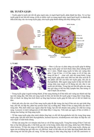 III. TUYẾN GIÁP:
− Tuyến giáp là tuyến nội tiết rất giàu mạch máu và mạch bạch huyết, phân thành hai thùy. Vỏ xơ bọc
tuyến giáp là mô liên kết mỏng, từ đó có nhiều vách xơ mang mạch máu, mạch bạch huyết và nhánh dây
thần kinh chạy sâu vào trong tuyến giáp, chia tuyến giáp thành những tiểu thùy không rõ rệt.
1. Vi thể:
− Đơn vị cấu tạo và chức năng của tuyến giáp là những
nang tuyến giáp với kích thước khác nhau (đường kính
0,1-1 mm). Thành nang tuyến là biểu mô vuông đơn
gồm 2 loại tế bào: (1) tế bào nang và (2) tế bào cận
nang (tế bào C – clear cell, mũi tên trong hình). Lòng
nang tuyến giáp chứa một chất keo bắt màu acid đó là
sản phẩm chế tiết của biểu mô tuyến giáp, chủ yếu là
thyroglobulin. Bên ngoài nang tuyến là lớp mô liên kết
mỏng chứa mao mạch có lỗ thủng nội mô, như ở các
tuyến nội tiết khác. Trong lớp mô liên kết giữa các nang
bao giờ cũng có thể tìm thấy lympho bào, bào tương và
một ít bạch cầu ưa base.
− Trong tuyến giáp ở người trưởng thành, tế bào nang thường là tế bào biểu mô vuông tạo thành một lớp
tựa trên màng đáy. Khi biểu mô nang tuyến là biểu mô lát đơn thì tuyến giáp ở trạng thái ít hoạt động.
Khi có thuốc tác động làm kích thích sự tổng hợp hormon tuyến giáp thì biểu mô có thể trở thành trụ
đơn.
− Hình ảnh siêu cấu trúc của tế bào nang tuyến giáp rất đặc trưng cho loại tế bào mà các quá trình tổng
hợp, chế tiết, tái hấp thu, phân hủy protein luôn xảy ra đồng thời. Nhân tế bào có dạng hình cầu nằm ở
trung tâm. Phía dưới nhân (cực ngọn) chứa bộ Golgi, hạt chế tiết nhuộm màu giống với chất keo trong
nang. Lysosom và một ít phagosom có thể nhận thấy ở vùng này. Trên mặt cực ngọn, tế bào có nhiều vi
nhung mao hướng vào lòng nang tuyến.
− Tế bào nang tuyến giáp chịu trách nhiệm tổng hợp và chế tiết thyroglobulin tích lũy trong lòng nang
tuyến giáp. Sau khi tách khỏi thyroglobulin, hormon thyroxin, triiodothyronin mới được tái hấp thu vào
mao mạch về tuần hoàn chung.
− Tế bào cận nang lớn và ít nhuộm màu hơn so với tế bào nang tuyến. Trong bào tương tế bào C lưới nội
bào có hạt khá phong phú, ti thể hình que dài và bộ Golgi chiếm diện tích rộng, nhiều hạt (100-180nm)
chứa hormon. Tế bào cận nang có thể nằm trong màng đáy cùng với các tế bào nang tuyến, nhưng cực
ngọn của nó không bao giờ tiếp xúc với chất keo, hoặc có thể nằm rải rác hoặc tập trung thành đám nhỏ
nằm trong mô liên kết giữa các nang. Tế bào cận nang có chúc năng tổng hợp và chế tiết cancitonin và
 