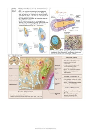 Comprehensive Overview of Epithelial and Connective Tissue Structures ...