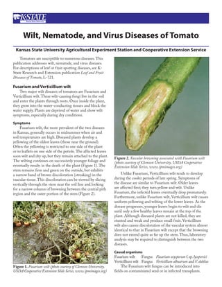 Wilt, Nematode, and Virus Diseases of Tomato
 Kansas State University Agricultural Experiment Station and Cooperative Extension Service
    Tomatoes are susceptible to numerous diseases. This
publication addresses wilt, nematode, and virus diseases.
For descriptions of leaf or fruit spotting diseases, see K-
State Research and Extension publication Leaf and Fruit
Diseases of Tomato, L-721.

Fusarium and Verticillium wilt
    Two major wilt diseases of tomatoes are Fusarium and
Verticillium wilt. These wilt-causing fungi live in the soil
and enter the plants through roots. Once inside the plant,
they grow into the water-conducting tissues and block the
water supply. Plants are deprived of water and show wilt
symptoms, especially during dry conditions.
Symptoms
     Fusarium wilt, the more prevalent of the two diseases
in Kansas, generally occurs in midsummer when air and
soil temperatures are high. Diseased plants develop a
yellowing of the oldest leaves (those near the ground).
Often the yellowing is restricted to one side of the plant
or to leaflets on one side of the petiole. The affected leaves
soon wilt and dry up, but they remain attached to the plant.
                                                                 Figure 2. Vascular browning associated with Fusarium wilt
The wilting continues on successively younger foliage and        (photo courtesy of Clemson University, USDA Cooperative
eventually results in the death of the plant (Figure 1). The     Extension Slide Series, www.ipmimages.org)
stem remains firm and green on the outside, but exhibits
a narrow band of brown discoloration (streaking) in the              Unlike Fusarium, Verticillium wilt tends to develop
vascular tissue. This discoloration can be viewed by slicing     during the cooler periods of late spring. Symptoms of
vertically through the stem near the soil line and looking       the disease are similar to Fusarium wilt. Older leaves
for a narrow column of browning between the central pith         are affected first; they turn yellow and wilt. Unlike
region and the outer portion of the stem (Figure 2).             Fusarium, the infected leaves eventually drop prematurely.
                                                                 Furthermore, unlike Fusarium wilt, Verticillium wilt causes
                                                                 uniform yellowing and wilting of the lower leaves. As the
                                                                 disease progresses, younger leaves begin to wilt and die
                                                                 until only a few healthy leaves remain at the top of the
                                                                 plant. Although diseased plants are not killed, they are
                                                                 stunted and weak and produce small fruit. Verticillium
                                                                 wilt also causes discoloration of the vascular system almost
                                                                 identical to that in Fusarium wilt except that the browning
                                                                 does not extend quite as far up the stem. Thus, laboratory
                                                                 analysis may be required to distinguish between the two
                                                                 diseases.
                                                                 Causal organisms
                                                                 Fusarium wilt     Fungus Fusarium oxysporum f. sp. lycopersici
                                                                 Verticillium wilt Fungus Verticillium alboatrum and V. dahliae
Figure 1. Fusarium wilt (photo courtesy of Clemson University,        The Fusarium wilt fungus can be introduced into
USDA Cooperative Extension Slide Series, www.ipmimages.org)      fields on contaminated seed or in infected transplants.
 