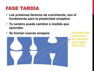 FASE TARDÍA
 Las proteínas factores de crecimiento, son el
fundamento para la plasticidad sinaptica.
 Tu cerebro puede cambiar a medida que
aprendes
 Se forman nuevas sinapsis Conexión más
fuerte entre
las neuronas
en la región
CA3 y CA1
 
