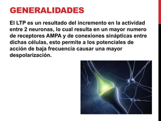 GENERALIDADES
El LTP es un resultado del incremento en la actividad
entre 2 neuronas, lo cual resulta en un mayor numero
de receptores AMPA y de conexiones sinápticas entre
dichas células, esto permite a los potenciales de
acción de baja frecuencia causar una mayor
despolarización.
 