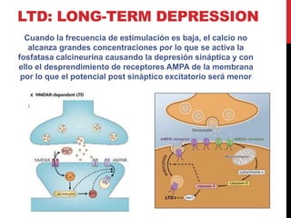 LTD: LONG-TERM DEPRESSION
Cuando la frecuencia de estimulación es baja, el calcio no
alcanza grandes concentraciones por lo que se activa la
fosfatasa calcineurina causando la depresión sináptica y con
ello el desprendimiento de receptores AMPA de la membrana
por lo que el potencial post sináptico excitatorio será menor
 