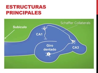 ESTRUCTURAS
PRINCIPALES
CA1
CA3
Giro
dentado
Subículo
 