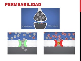 PERMEABILIDAD
 