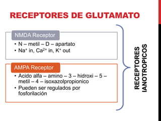 RECEPTORES DE GLUTAMATO
• N – metil – D – apartato
• Na+ in, Ca2+ in, K+ out
NMDA Receptor
• Ácido alfa – amino – 3 – hidroxi – 5 –
metil – 4 – isoxazolpropionico
• Pueden ser regulados por
fosforilación
AMPA Receptor
RECEPTORES
IANOTROPICOS
 