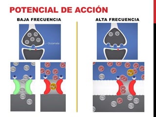 POTENCIAL DE ACCIÓN
BAJA FRECUENCIA ALTA FRECUENCIA
 