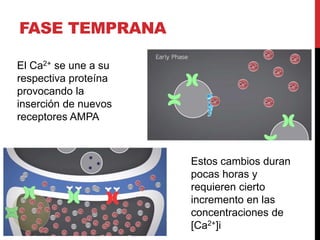 FASE TEMPRANA
El Ca2+ se une a su
respectiva proteína
provocando la
inserción de nuevos
receptores AMPA
Estos cambios duran
pocas horas y
requieren cierto
incremento en las
concentraciones de
[Ca2+]i
 