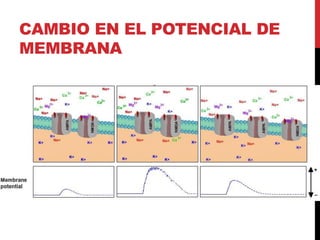 CAMBIO EN EL POTENCIAL DE
MEMBRANA
 