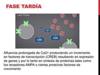 FASE TARDÍA
Afluencia prolongada de Ca2+ produciendo un incremento
en factores de transcripción (CREB) resultando en expresión
de genes y por lo tanto en síntesis de proteínas tales como
los receptores AMPA o ciertas proteínas factores de
crecimiento
 
