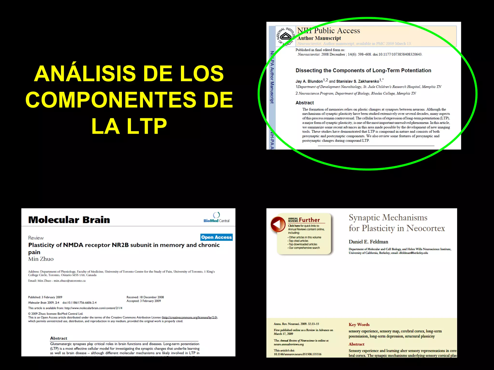 LTP y RECEPTOR NMDA | PPT | Brain and Nervous System Disorders ...