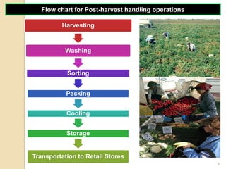 Flow Chart For Vegetable Segregation System.pdf LU2 Lecture 1 Processing of vegetable and fruits.pdf