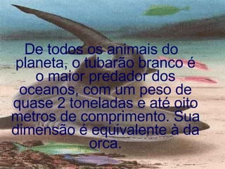 De todos os animais do planeta, o tubarão branco é o maior predador dos oceanos, com um peso de quase 2 toneladas e até oito metros de comprimento. Sua dimensão é equivalente à da orca. 