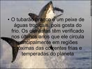 O tubarão branco é um peixe de águas tropicais, pois gosta do frio. Os cientistas têm verificado nos últimos anos que ele circula principalmente em regiões próximas das correntes frias e temperadas do planeta 