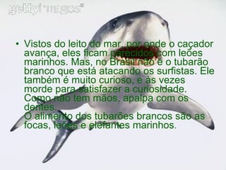 Vistos do leito do mar, por onde o caçador avança, eles ficam parecidos com leões marinhos. Mas, no Brasil não é o tubarão branco que está atacando os surfistas. Ele também é muito curioso, e às vezes morde para satisfazer a curiosidade. Como não tem mãos, apalpa com os dentes. O alimento dos tubarões brancos são as focas, leões e elefantes marinhos . 