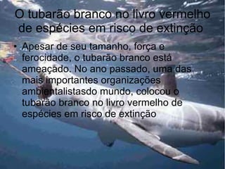 O tubarão branco no livro vermelho de espécies em risco de extinção  Apesar de seu tamanho, força e ferocidade, o tubarão branco está ameaçado. No ano passado, uma das mais importantes organizações ambientalistasdo mundo, colocou o tubarão branco no livro vermelho de espécies em risco de extinção 