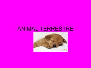 ANIMAL TERRESTRE 