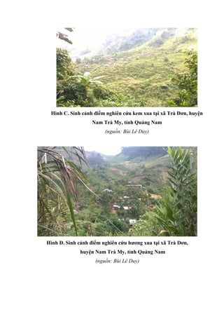 Hình C. Sinh cảnh điểm nghiên cứu kem xua tại xã Trà Dơn, huyện
Nam Trà My, tỉnh Quảng Nam
(nguồn: Bùi Lê Duy)
Hình D. Sinh cảnh điểm nghiên cứu hương xua tại xã Trà Dơn,
huyện Nam Trà My, tỉnh Quảng Nam
(nguồn: Bùi Lê Duy)
 